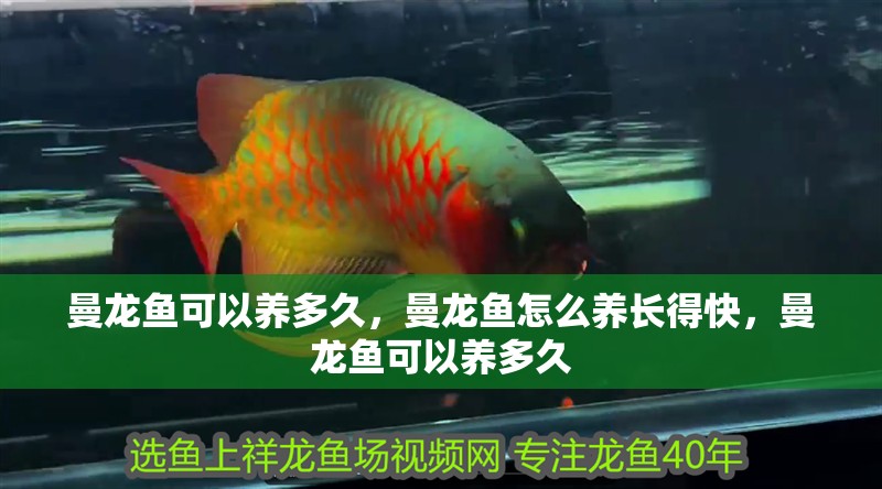 曼龍魚可以養多久，曼龍魚怎么養長得快，曼龍魚可以養多久