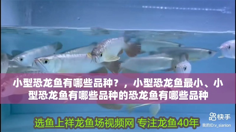 小型恐龍魚有哪些品種？，小型恐龍魚最小、小型恐龍魚有哪些品種的恐龍魚有哪些品種