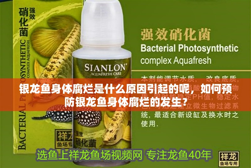 銀龍魚身體腐爛是什么原因引起的呢，如何預防銀龍魚身體腐爛的發生？