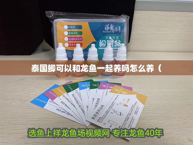 泰國鯽可以和龍魚一起養嗎怎么養（