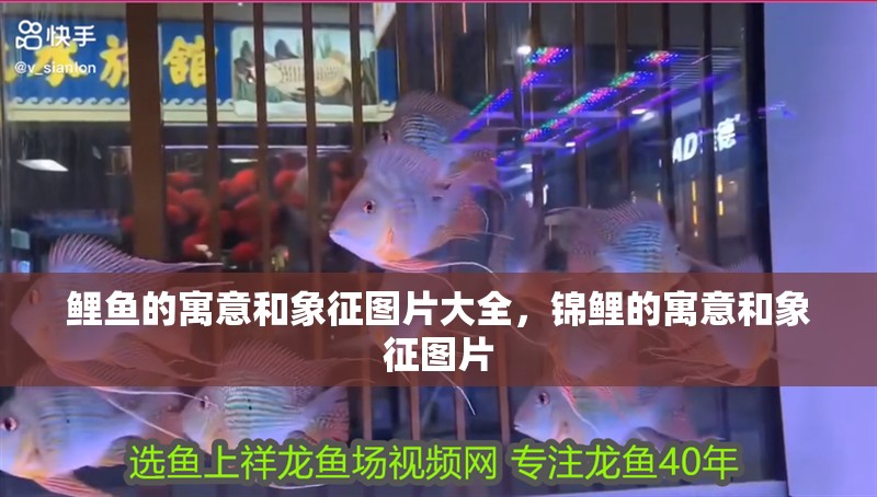 鯉魚的寓意和象征圖片大全，錦鯉的寓意和象征圖片