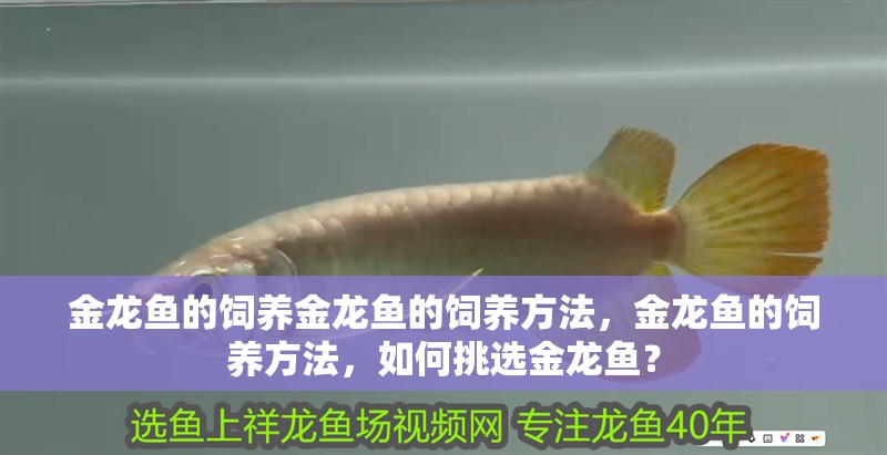 金龍魚的飼養(yǎng)金龍魚的飼養(yǎng)方法，金龍魚的飼養(yǎng)方法，如何挑選金龍魚？
