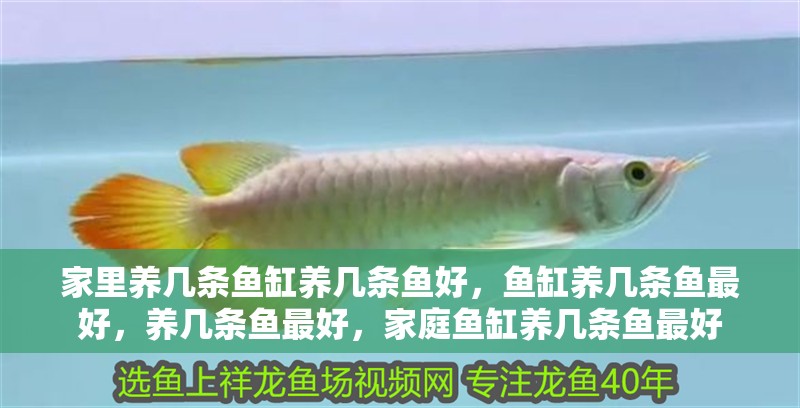 家里養(yǎng)幾條魚缸養(yǎng)幾條魚好，魚缸養(yǎng)幾條魚最好，養(yǎng)幾條魚最好，家庭魚缸養(yǎng)幾條魚最好