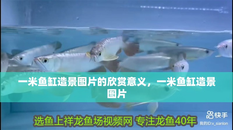 一米魚缸造景圖片的欣賞意義，一米魚缸造景圖片