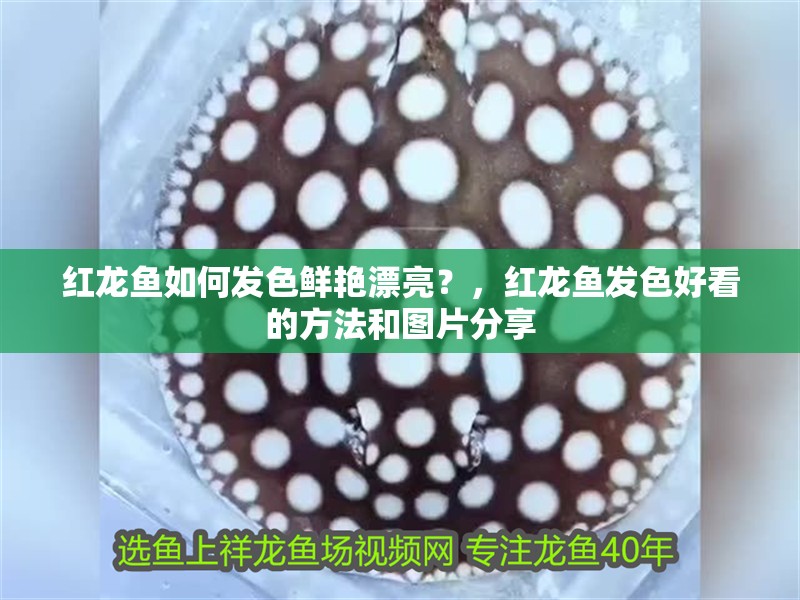 紅龍魚如何發色鮮艷漂亮？，紅龍魚發色好看的方法和圖片分享