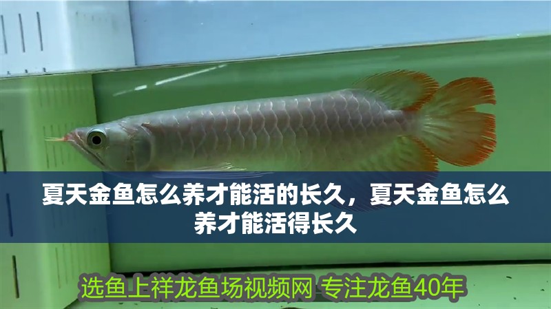 夏天金魚怎么養才能活的長久，夏天金魚怎么養才能活得長久