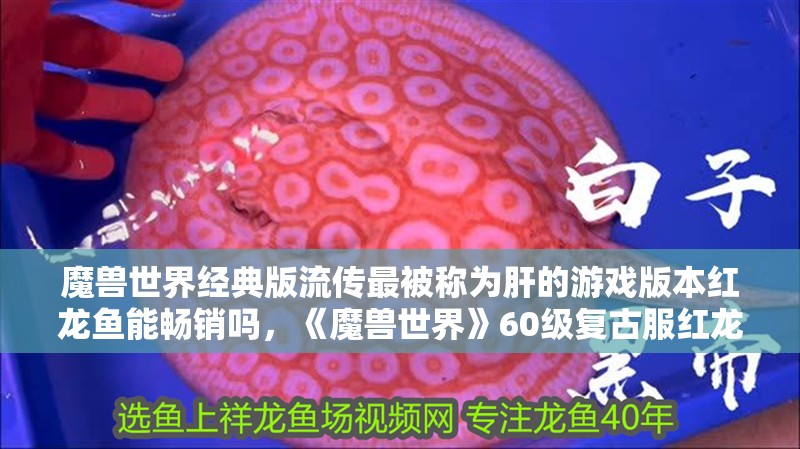 魔獸世界經(jīng)典版流傳最被稱為肝的游戲版本紅龍魚能暢銷嗎，《魔獸世界》60級復古服紅龍魚為什么能暢銷？