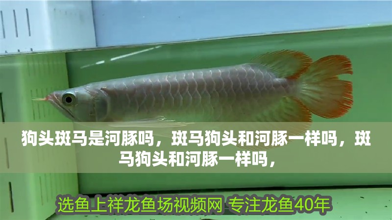 狗頭斑馬是河豚嗎，斑馬狗頭和河豚一樣嗎，斑馬狗頭和河豚一樣嗎，