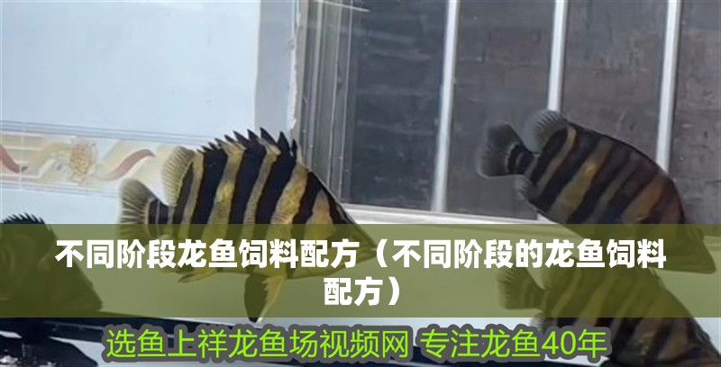 不同階段龍魚飼料配方（不同階段的龍魚飼料配方）