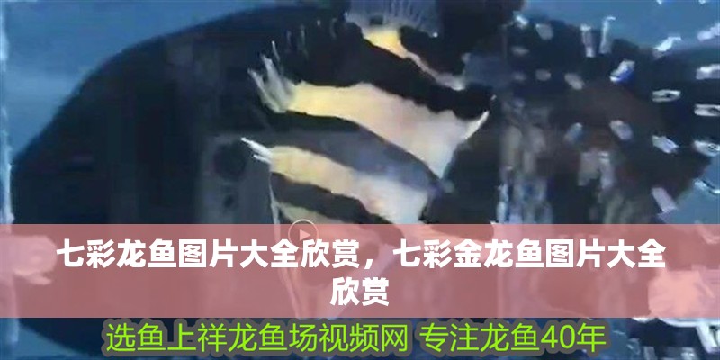 七彩龍魚圖片大全欣賞，七彩金龍魚圖片大全欣賞