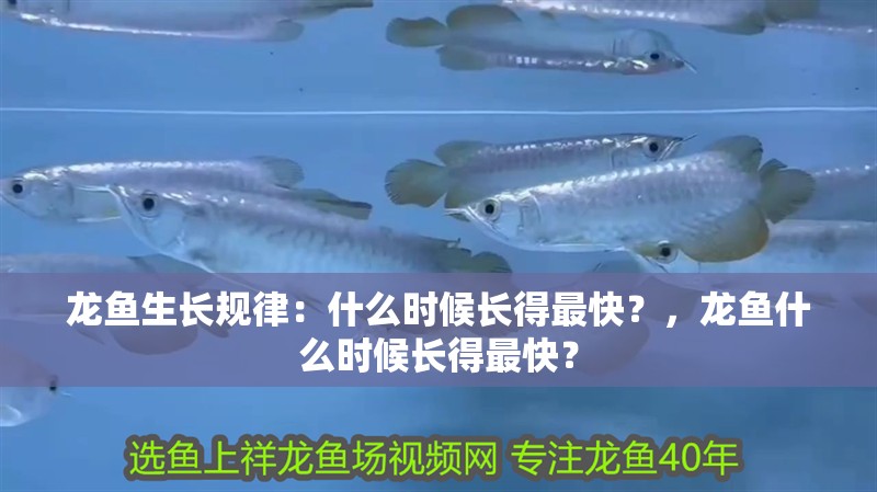 龍魚生長規律:什么時候長得最快?,龍魚什么時候長得最快? 觀賞魚百科 第2張 龍魚生長規律:什么時候長得最快?,龍魚什么時候長得最快? 龍魚生長規律:什么時候長得最快?,龍魚什么時候長得最快? 觀賞魚百科 第2張