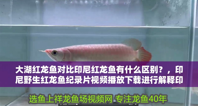 大湖紅龍魚對比印尼紅龍魚有什么區別？，印尼野生紅龍魚紀錄片視頻播放下載進行解釋印尼野生紅龍魚紀錄片
