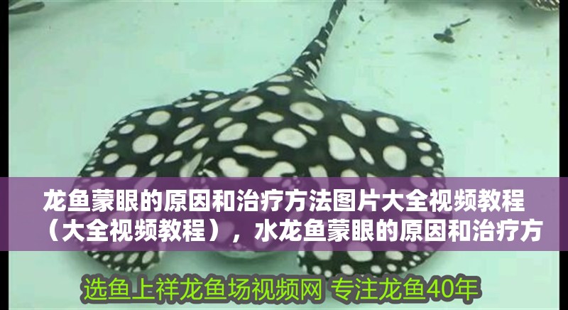 龍魚蒙眼的原因和治療方法圖片大全視頻教程（大全視頻教程），水龍魚蒙眼的原因和治療方法圖片大全視頻教程