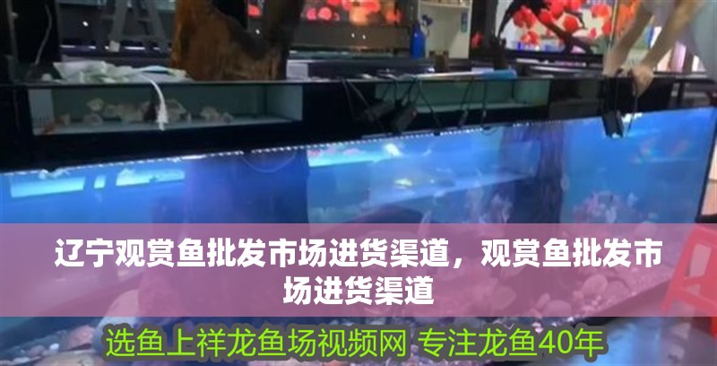 遼寧觀賞魚批發市場進貨渠道，觀賞魚批發市場進貨渠道