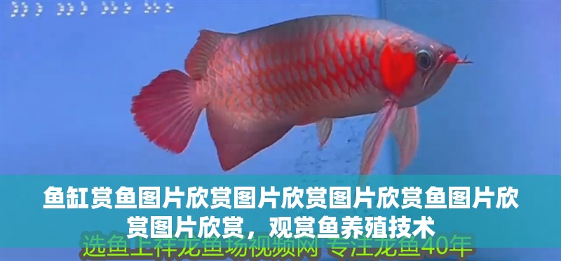 魚缸賞魚圖片欣賞圖片欣賞圖片欣賞魚圖片欣賞圖片欣賞，觀賞魚養殖技術