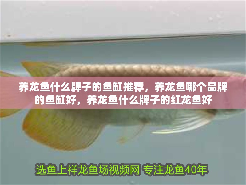 養龍魚什么牌子的魚缸推薦，養龍魚哪個品牌的魚缸好，養龍魚什么牌子的紅龍魚好