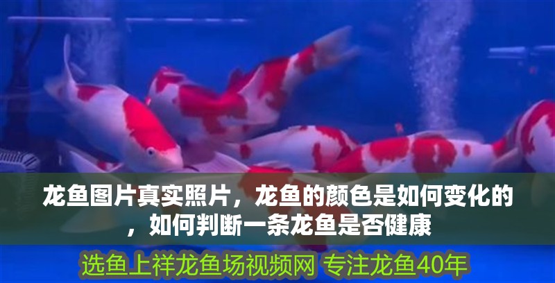 龍魚圖片真實照片，龍魚的顏色是如何變化的，如何判斷一條龍魚是否健康