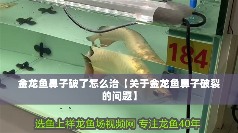 金龍魚鼻子破了怎么治【關于金龍魚鼻子破裂的問題】