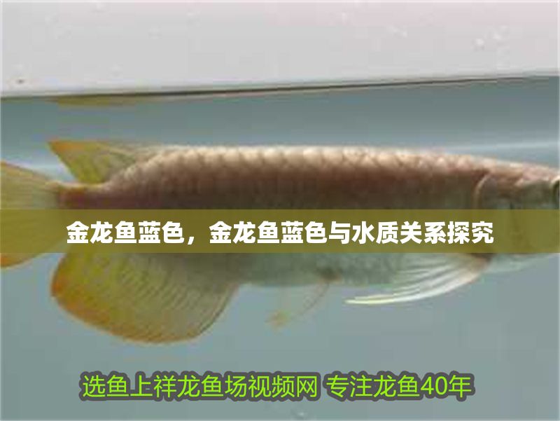 金龍魚(yú)藍(lán)色，金龍魚(yú)藍(lán)色與水質(zhì)關(guān)系探究