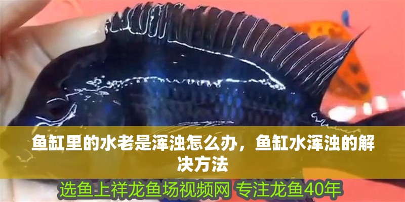 魚(yú)缸里的水老是渾濁怎么辦，魚(yú)缸水渾濁的解決方法