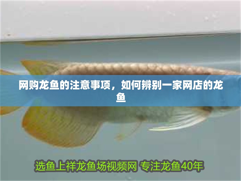 網購龍魚的注意事項，如何辨別一家網店的龍魚