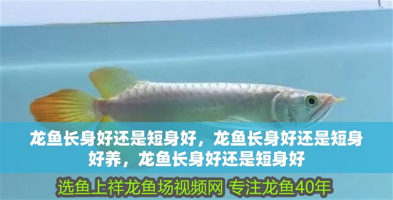 龍魚長身好還是短身好，龍魚長身好還是短身好養，龍魚長身好還是短身好