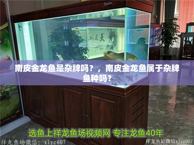 南皮金龍魚是雜牌嗎？，南皮金龍魚屬于雜牌魚種嗎？