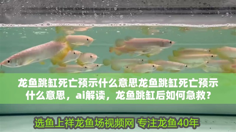 龍魚跳缸死亡預示什么意思龍魚跳缸死亡預示什么意思，ai解讀，龍魚跳缸后如何急救？