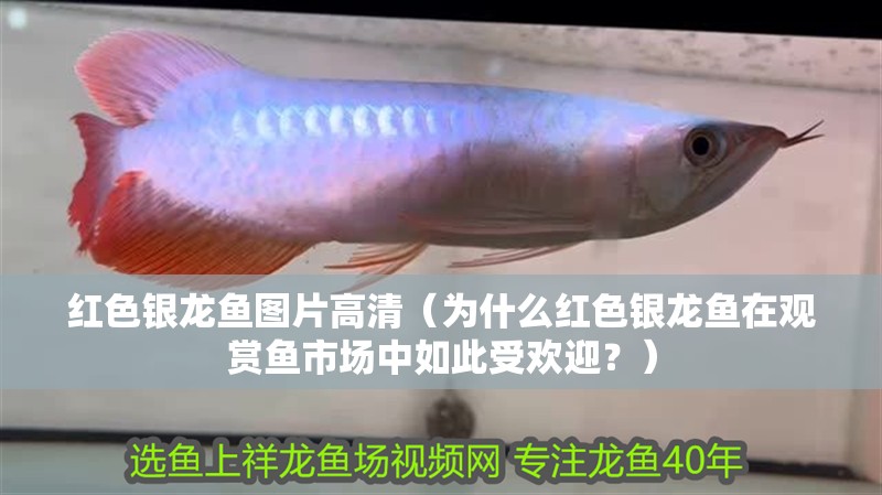 紅色銀龍魚圖片高清（為什么紅色銀龍魚在觀賞魚市場中如此受歡迎？）
