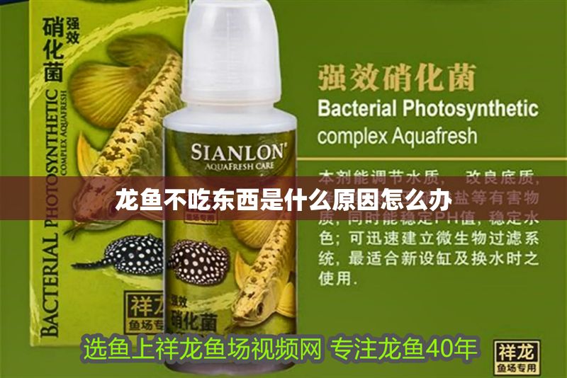 龍魚不吃東西是什么原因怎么辦