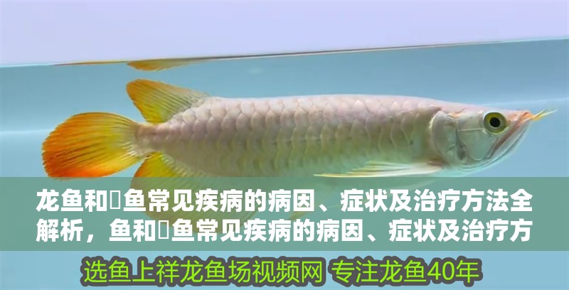 龍魚和魟魚常見疾病的病因、癥狀及治療方法全解析，魚和魟魚常見疾病的病因、癥狀及治療方法全解析