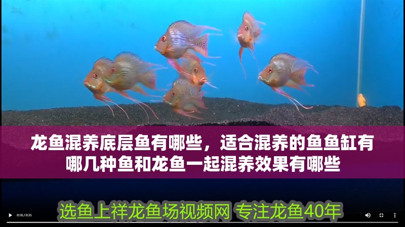龍魚混養底層魚有哪些，適合混養的魚魚缸有哪幾種魚和龍魚一起混養效果有哪些