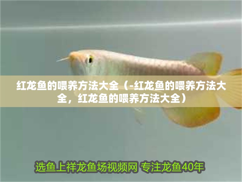 紅龍魚的喂養(yǎng)方法大全（-紅龍魚的喂養(yǎng)方法大全，紅龍魚的喂養(yǎng)方法大全）