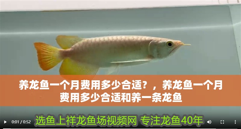 養龍魚一個月費用多少合適？，養龍魚一個月費用多少合適和養一條龍魚
