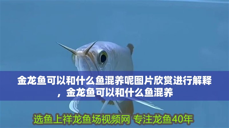 金龍魚可以和什么魚混養呢圖片欣賞進行解釋，金龍魚可以和什么魚混養