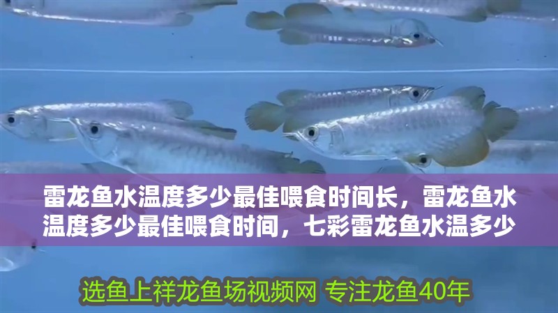 雷龍魚水溫度多少最佳喂食時間長，雷龍魚水溫度多少最佳喂食時間，七彩雷龍魚水溫多少最佳喂食時間