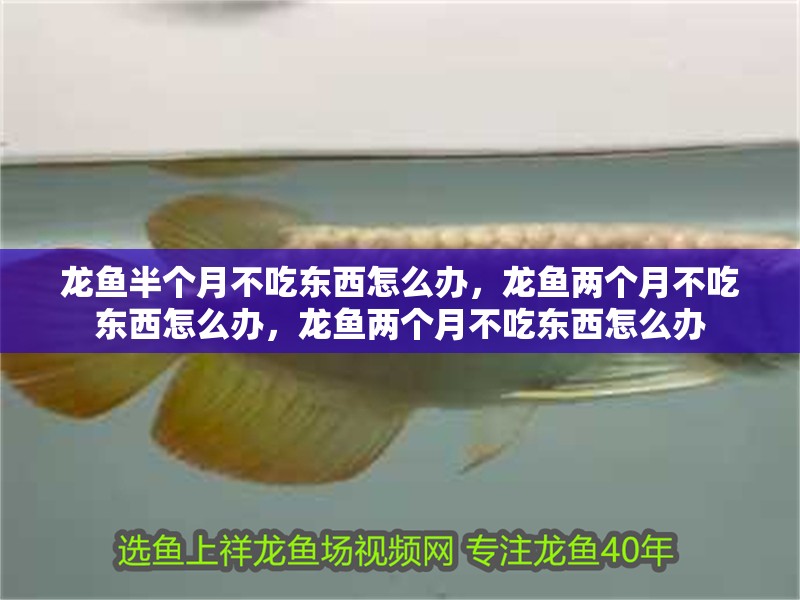 龍魚半個月不吃東西怎么辦，龍魚兩個月不吃東西怎么辦，龍魚兩個月不吃東西怎么辦