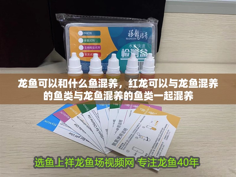 龍魚可以和什么魚混養，紅龍可以與龍魚混養的魚類與龍魚混養的魚類一起混養