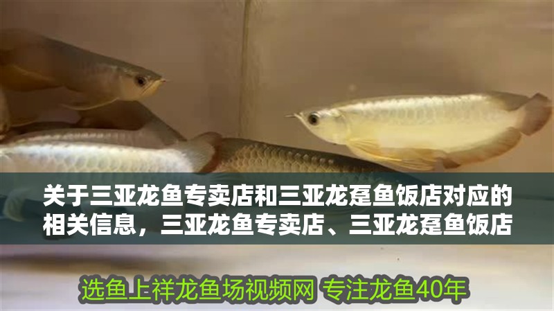 關于三亞龍魚專賣店和三亞龍躉魚飯店對應的相關信息，三亞龍魚專賣店、三亞龍躉魚飯店對應的相關信息