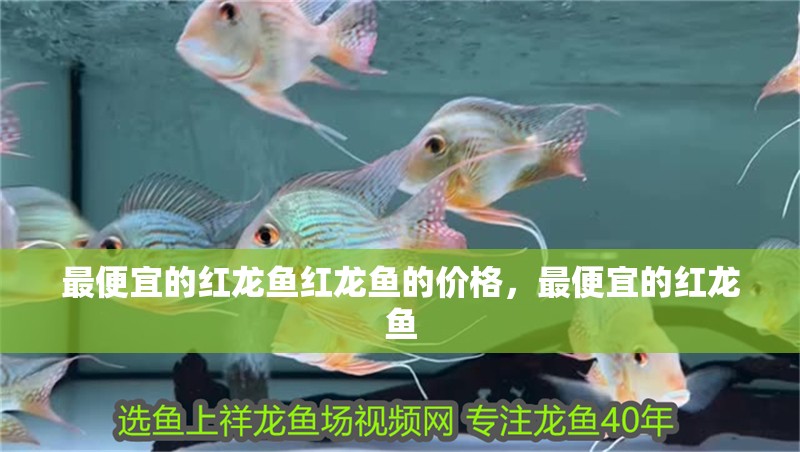 最便宜的紅龍魚紅龍魚的價格，最便宜的紅龍魚