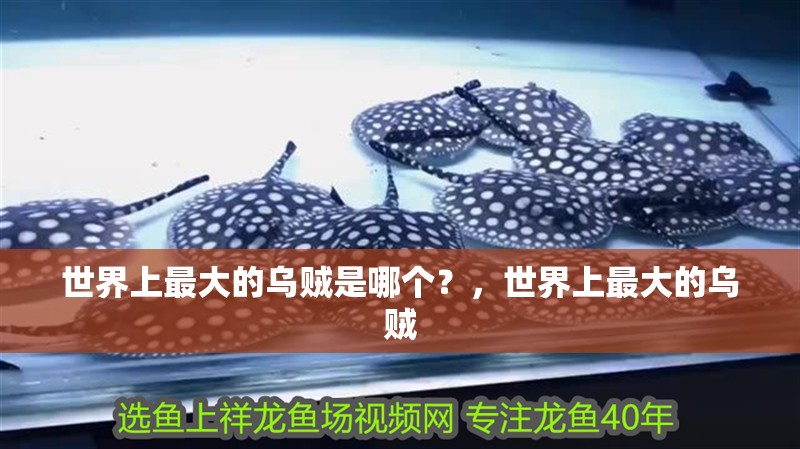 世界上最大的烏賊是哪個？，世界上最大的烏賊