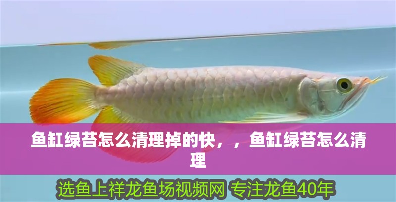 魚缸綠苔怎么清理掉的快，，魚缸綠苔怎么清理