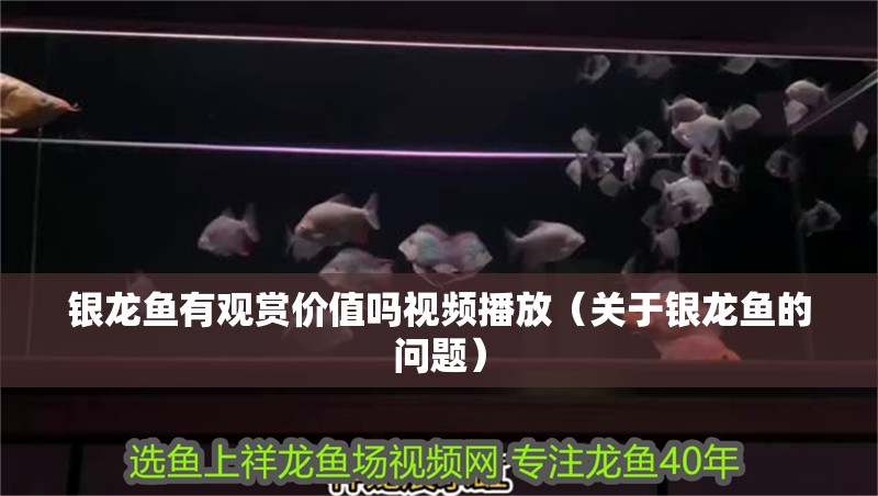 銀龍魚有觀賞價值嗎視頻播放（關(guān)于銀龍魚的問題）