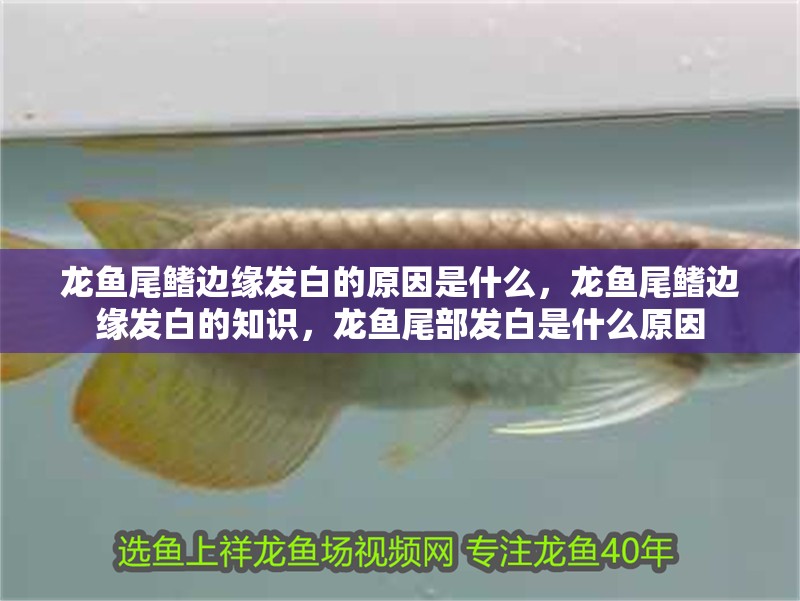龍魚尾鰭邊緣發白的原因是什么,龍魚尾鰭邊緣發白的知識,龍魚尾部發白是什么原因 觀賞魚百科 第1張 龍魚尾鰭邊緣發白的原因是什么,龍魚尾鰭邊緣發白的知識,龍魚尾部發白是什么原因 龍魚尾鰭邊緣發白的原因是什么,龍魚尾鰭邊緣發白的知識,龍魚尾部發白是什么原因 觀賞魚百科 第1張