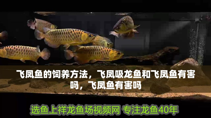 飛鳳魚的飼養(yǎng)方法，飛鳳吸龍魚和飛鳳魚有害嗎，飛鳳魚有害嗎