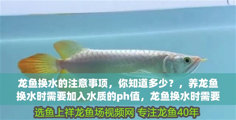 龍魚換水的注意事項，你知道多少？，養龍魚換水時需要加入水質的ph值，龍魚換水時需要注意什么