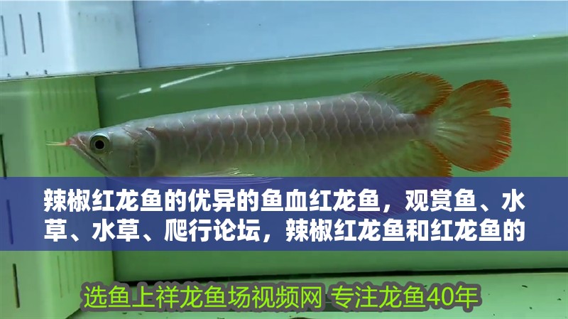 辣椒紅龍魚的優異的魚血紅龍魚，觀賞魚、水草、水草、爬行論壇，辣椒紅龍魚和紅龍魚的區別