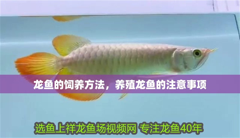 龍魚的飼養方法，養殖龍魚的注意事項