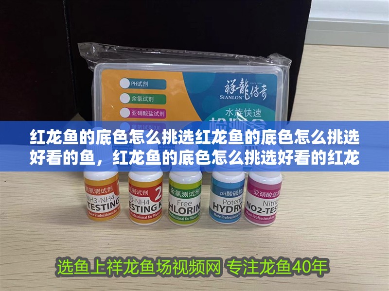 紅龍魚的底色怎么挑選紅龍魚的底色怎么挑選好看的魚，紅龍魚的底色怎么挑選好看的紅龍魚
