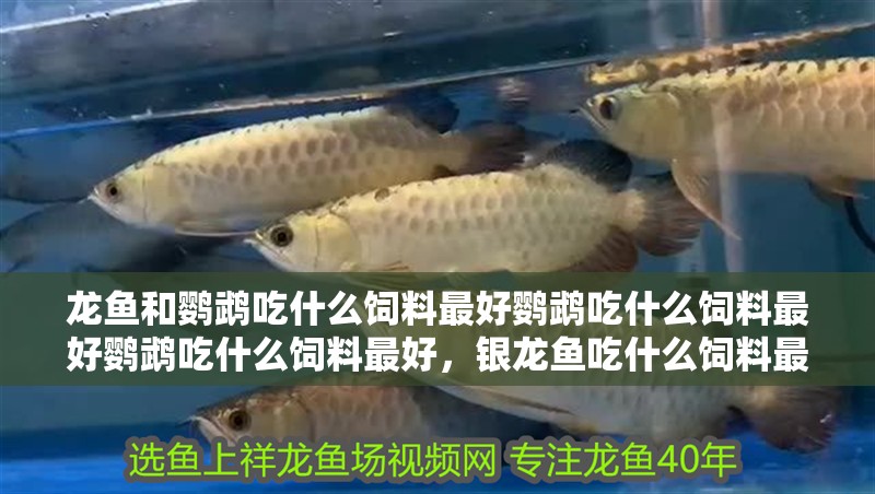 龍魚和鸚鵡吃什么飼料最好鸚鵡吃什么飼料最好鸚鵡吃什么飼料最好，銀龍魚吃什么飼料最好鸚鵡吃什么飼料最好鸚鵡吃什么最好